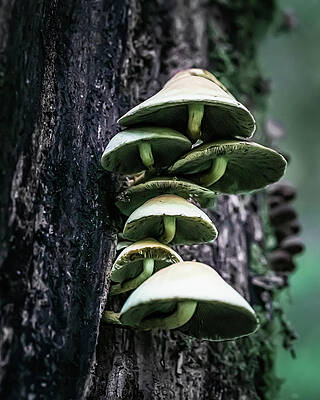 Macro Wall Art featuring the photograph Mushrooms In The Hall Of Mosses by Shannon Williams
