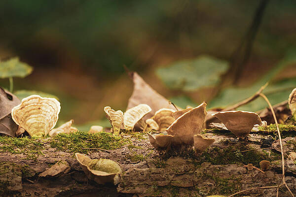 Natural Photograph - Mushrooms On A Fallen Tree by Jason Fink