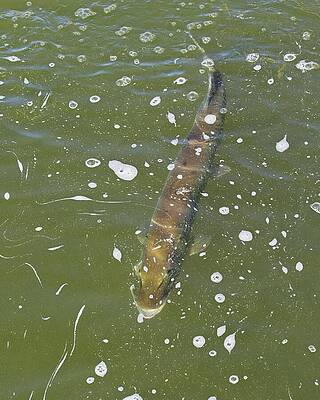 Wall Art featuring the photograph Muskie 6 - Lake Wingra - Madison - Wisconsin 7 by Steven Ralser