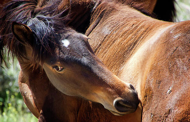 Animal Photograph - Mustang Horse Scratching Himself by Waterdancer