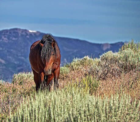 Animal Photograph - Mustang Stallion In The Sierra Nevada Mountains by Waterdancer