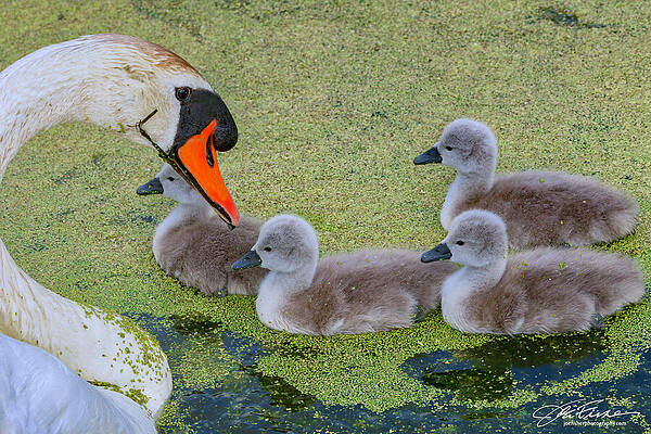 Water Photograph - Mute Swan And Cygnets by Joe Fisher