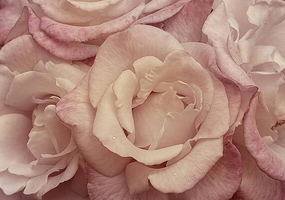 Wall Art featuring the photograph Muted Roses by Mary Jo Allen