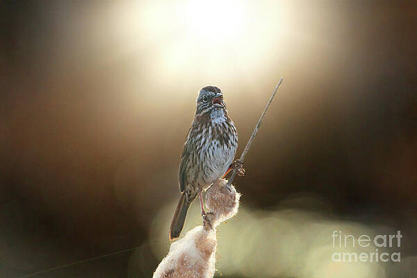 Wildlife Photograph - My Song by Thomas Nay