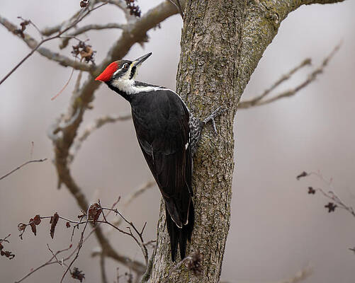 Beautiful Wall Art featuring the photograph Mystic Dream by James Overesch