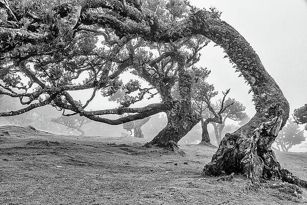 Curved Ancient Trees in Mist Wall Art