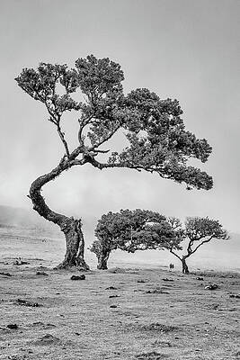 Majestic Bend of Ancient Trees Wall Art