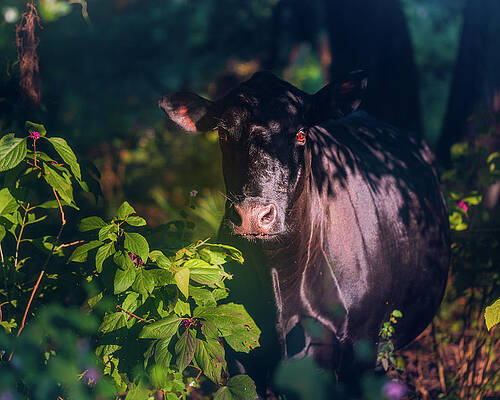 Beautiful Wall Art featuring the photograph Mystical Cow by Shannon Williams