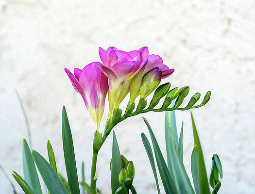 Wall Art featuring the photograph As Good As Spring Itself by Joe Schofield