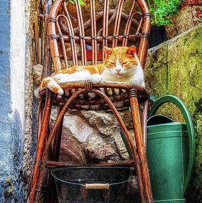 Wall Art featuring the photograph Napping Cat In Provence, France by Tatiana Travelways