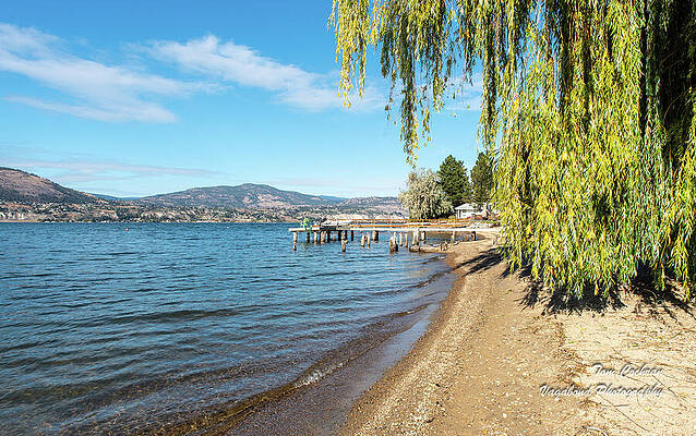 Beach Photograph - Naramata Beach With Willow by Tom Cochran