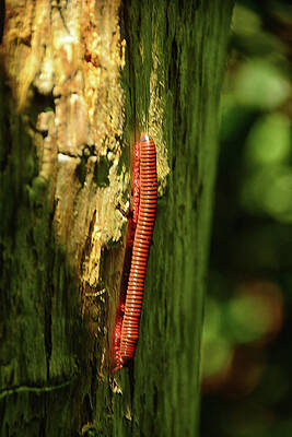 Wall Art featuring the photograph Narceus Americanus Millipede by Raymond Salani III