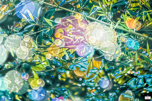 Nature Photograph - Nash Zoo- Bubbles by Alex John Bergerman