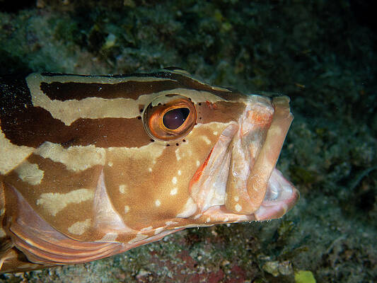 Underwater Wall Art featuring the photograph Nassau Grouper by Brian Weber