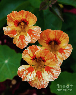 Wall Art featuring the photograph Nasturtium Topaeolum Majus Flowers by Abigail Diane Photography