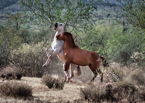 Nature Photograph - Nasty Bite by American Landscapes