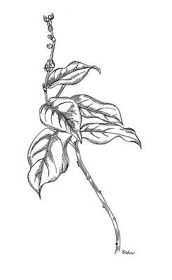 Wall Art featuring the drawing Native by Catherine Bede