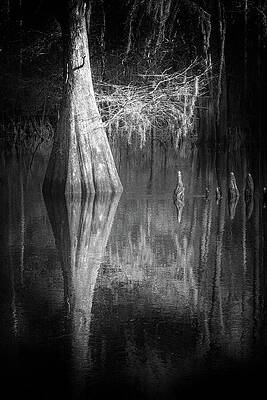 Wall Art featuring the photograph Nature Abstracted 121B by Sally Fuller