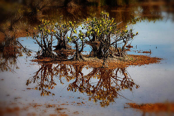 Wall Art featuring the photograph NATURE ABSTRACTED 128c by Sally Fuller
