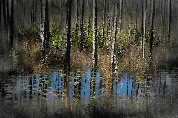 Wall Art featuring the photograph Nature Abstracted 23a by Sally Fuller