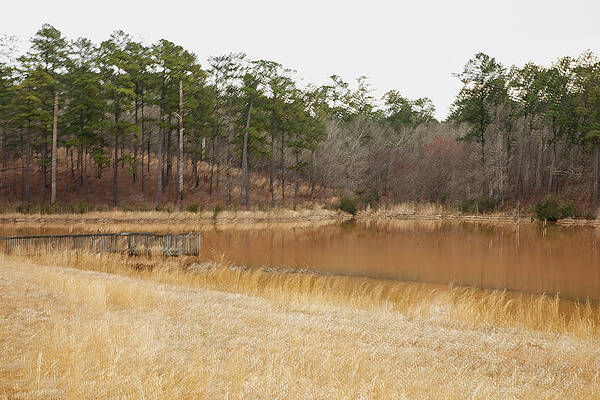 Wall Art featuring the photograph Nature Abstracted 29a by Sally Fuller