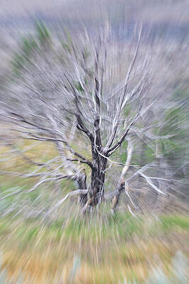 Wall Art featuring the photograph Nature Abstracted 39a by Sally Fuller