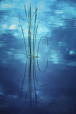 Wall Art featuring the photograph Nature Abstracted 45a by Sally Fuller