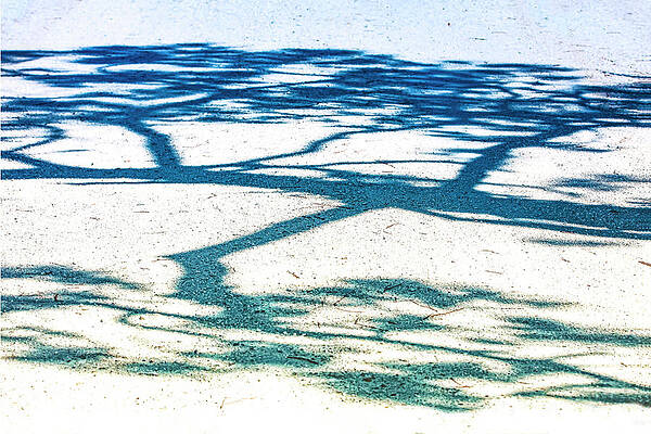 Wall Art featuring the photograph Nature Abstraction 52b by Sally Fuller