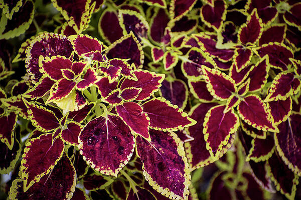 Love Wall Art featuring the photograph Nature Art by Robert Grac