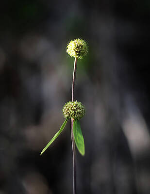 Wall Art featuring the photograph Nature Pic 2 by Gian Smith