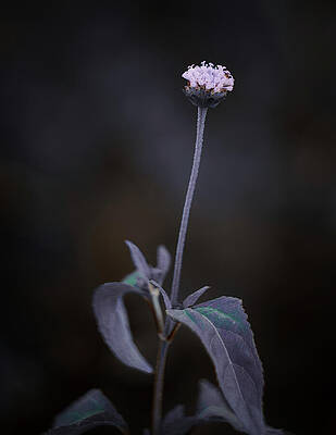 Wall Art featuring the photograph Nature Pic 3 by Gian Smith