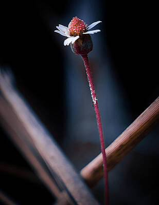 Wall Art featuring the photograph Nature Pic 4 by Gian Smith