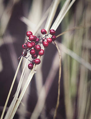 Wall Art featuring the photograph Nature Pic 5 by Gian Smith