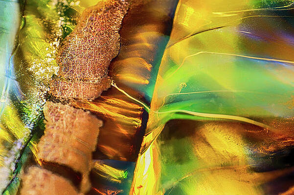 Wall Art featuring the photograph Natures Beauty by Omaste Witkowski