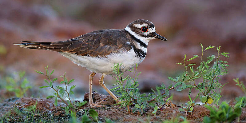 Nature Wall Art featuring the photograph Nature's Chatterbox. by Paul Martin