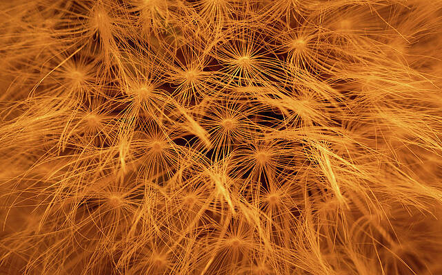 Yellow Wall Art featuring the photograph Nature's Fireworks by Kevin Schwalbe