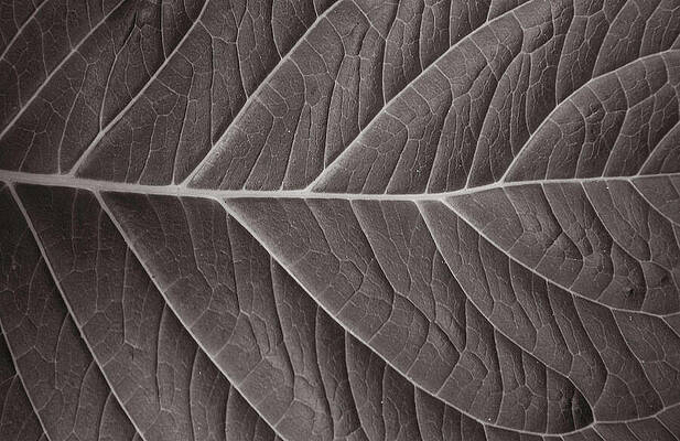 Nature Photograph - Natures Network by Steven David Roberts