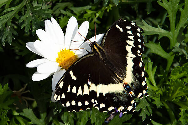 Wall Art featuring the photograph Nature's Soft Touch - A Close-Up by Bonnie Colgan