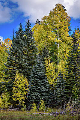 Nps Photograph - Nature's Tree Art by Matt Halvorson