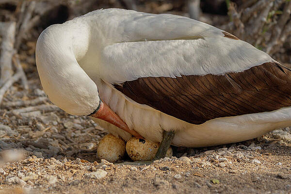Wall Art featuring the photograph Nazca Booby Egg Hatching by Nancy Gleason