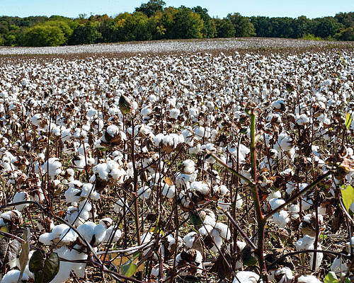 North Carolina Wall Art featuring the photograph NC Cotton Field 001 by Flees Photos