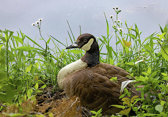 Spring Photograph - Nesting By The Water by Gina Fitzhugh