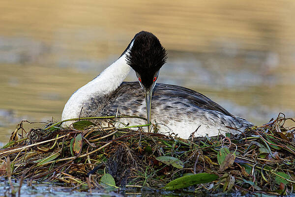 Wild Wall Art featuring the photograph Nesting -- Western Grebe At Santa Margarita Lake, California by Darin Volpe