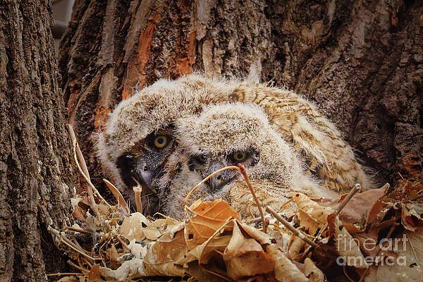 Great Horned Owl Chicks in Nest Photograph
