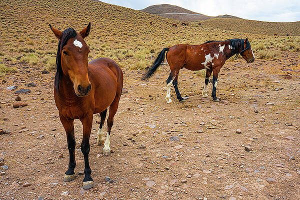 Reno Wall Art featuring the photograph Nevada Mustangs 2 by Ron Long Ltd Photography