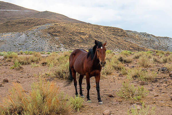 Reno Wall Art featuring the photograph Nevada Mustangs 3 by Ron Long Ltd Photography