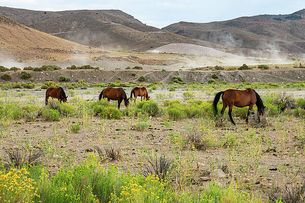 Reno Wall Art featuring the photograph Nevada Mustangs 4 by Ron Long Ltd Photography