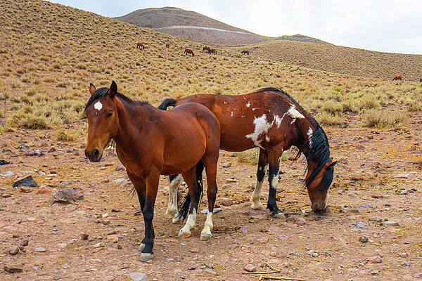 Reno Wall Art featuring the photograph Nevada Mustangs by Ron Long Ltd Photography
