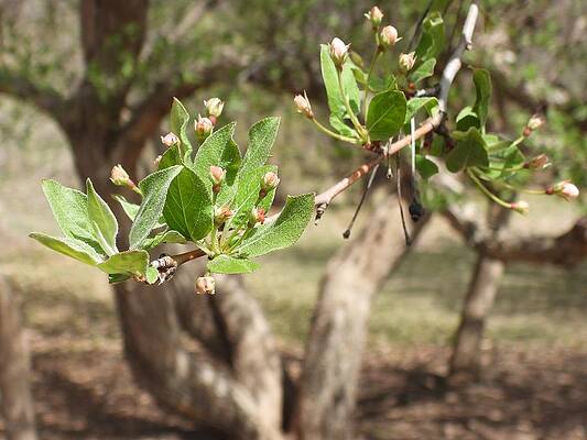 Photograph - New Blossoms by Amanda R Wright