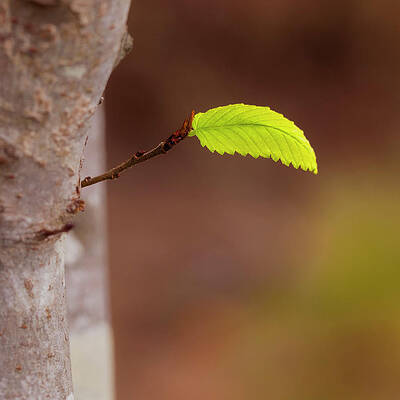 Nature Wall Art featuring the photograph New Leaf by David Fountain